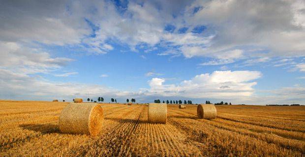 Scotland - Barley Field